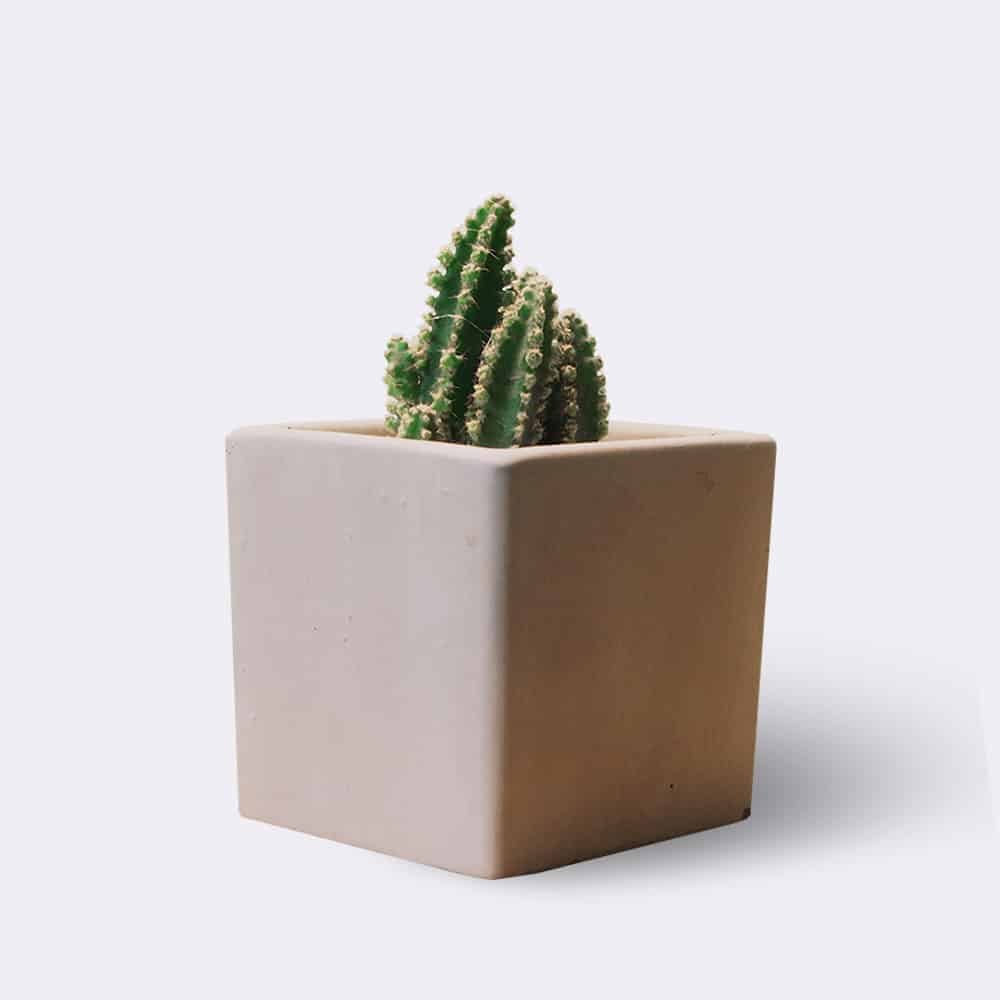 Pradžia Cactus2 Free Img